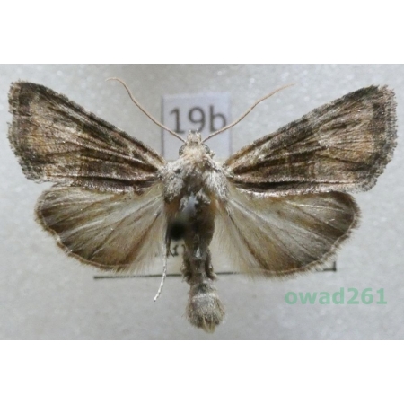 Mesoligia furuncula (Denis & Schiffermüller, 1775) Czech19b